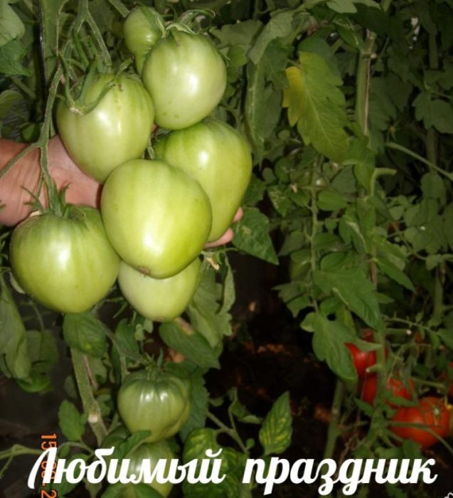Plody sú na kríku zelené