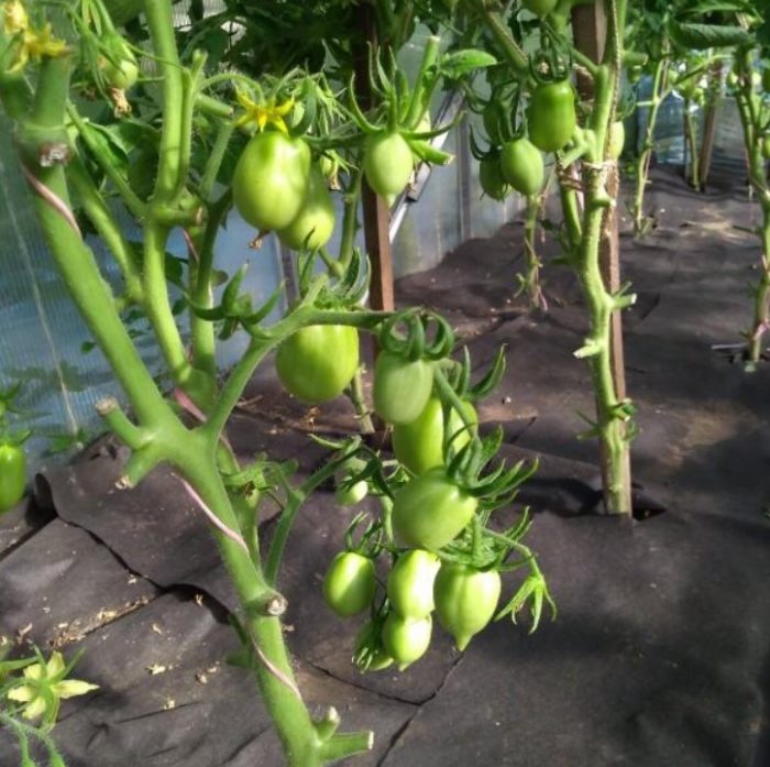 Paglago ng prutas sa isang rocket tomato bush