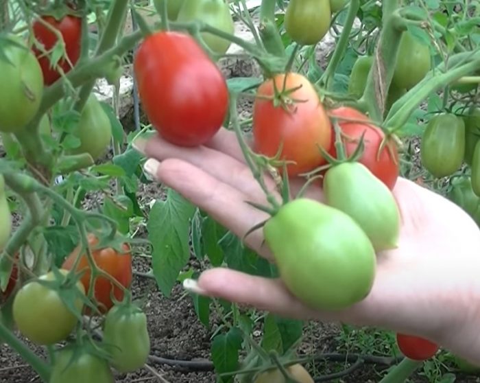 Isang brush ng rocket tomato