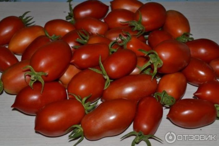 Mga prutas ng uri ng kamatis na Rocket