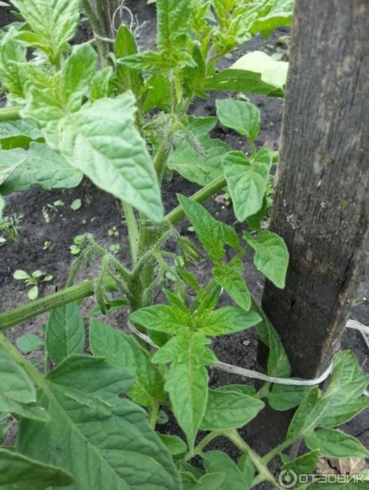 爆炸品種的番茄植株