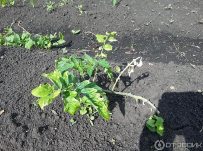 空地上的灌木叢