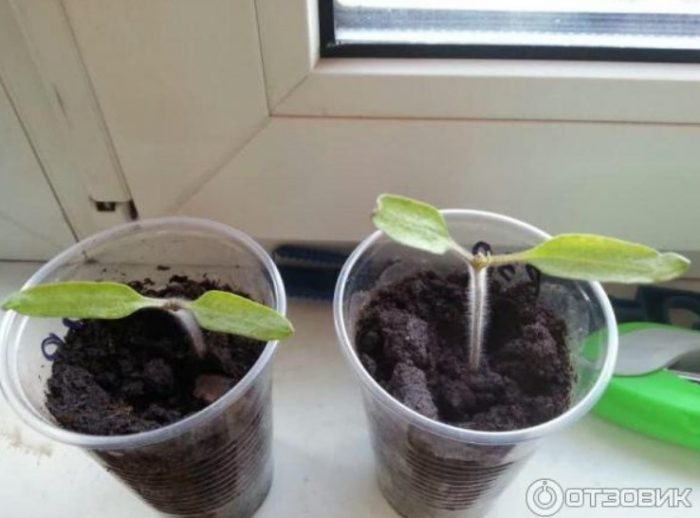 兩株盆栽幼苗