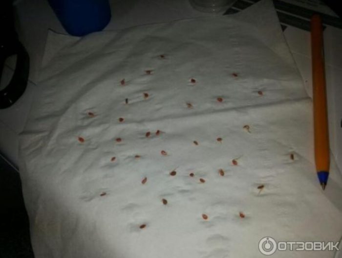 番茄種子爆炸