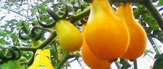Mga kamatis ng uri ng Golden Brush