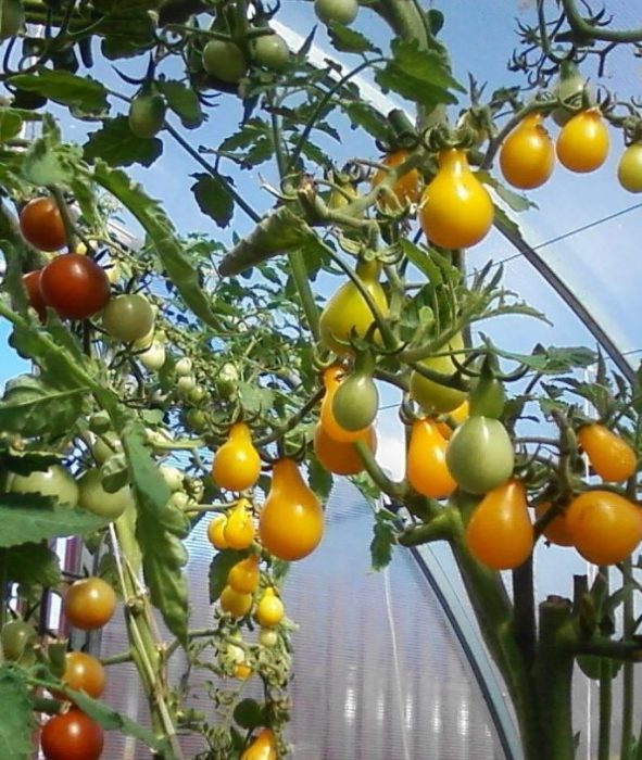 Cà chua không xác định