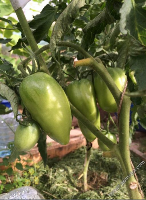 Mga prutas ng uri ng Golden Heart mula sa Sedek