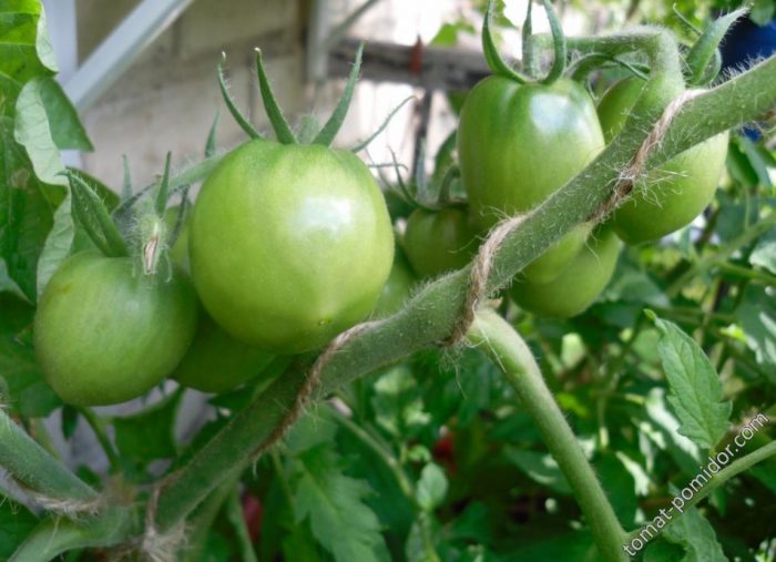 Mga prutas at palumpong ng uri ng kamatis na Golden Heart