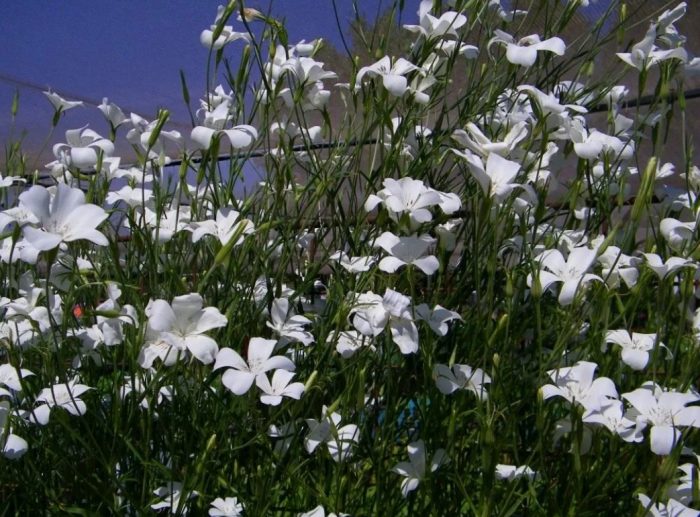 Puting agrostemma