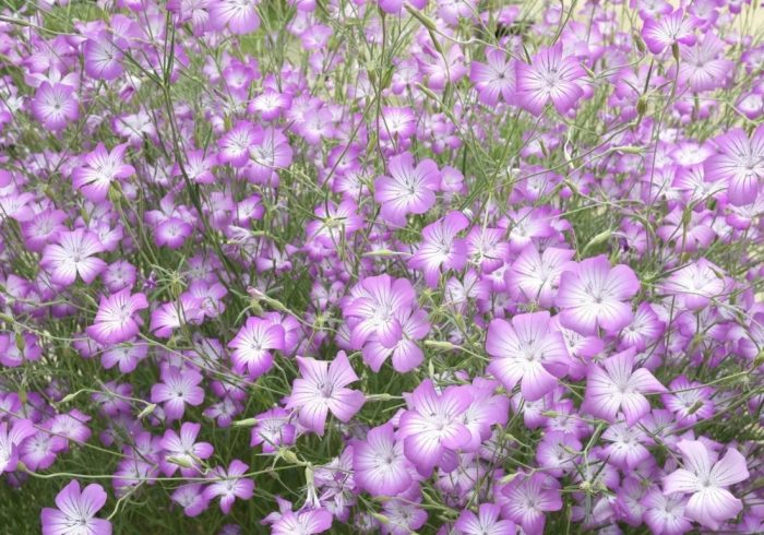 Agrostemma ng lilac