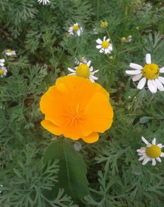 Bulaklak ng poppy ng California