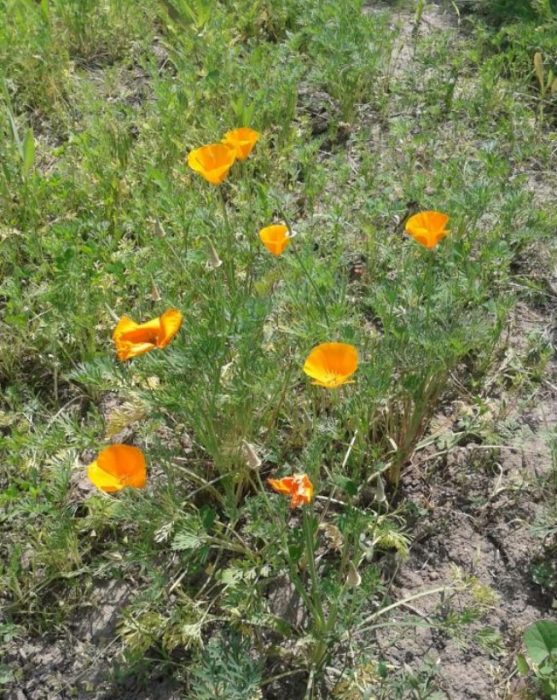 Eschscholzia sa hardin
