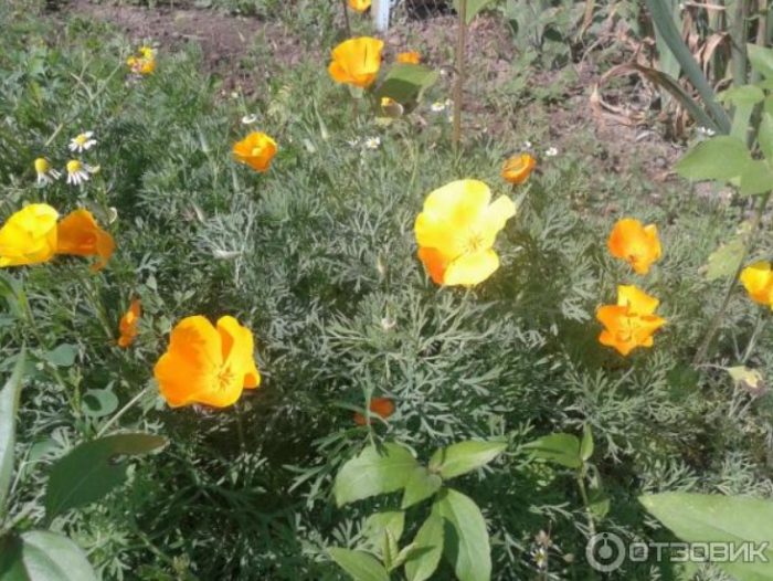 Eschscholzia sa isang kama ng bulaklak
