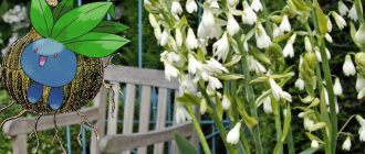 Galtonia sa dacha