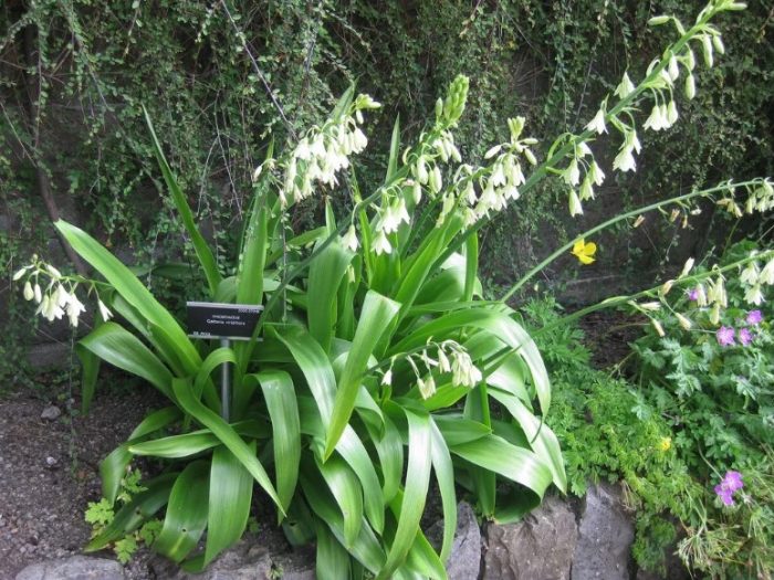 Puting Galtonia