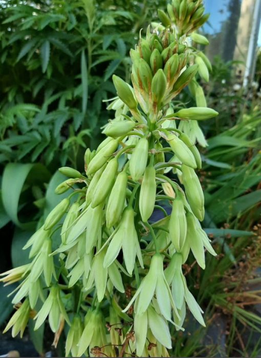 Galtonia viridiflora