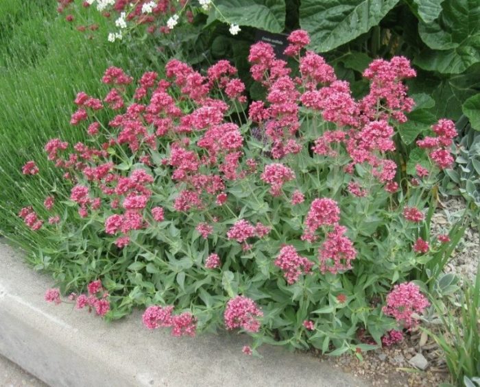 Centranthus sa hardin