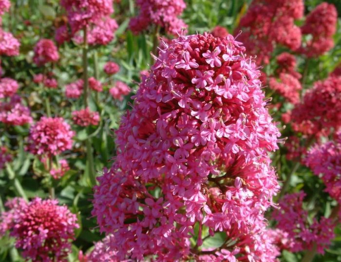 Bulaklak ng Centranthus