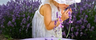 Lavender