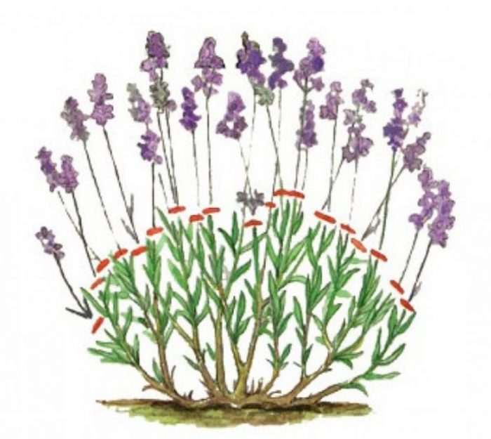 剪掉嫩芽