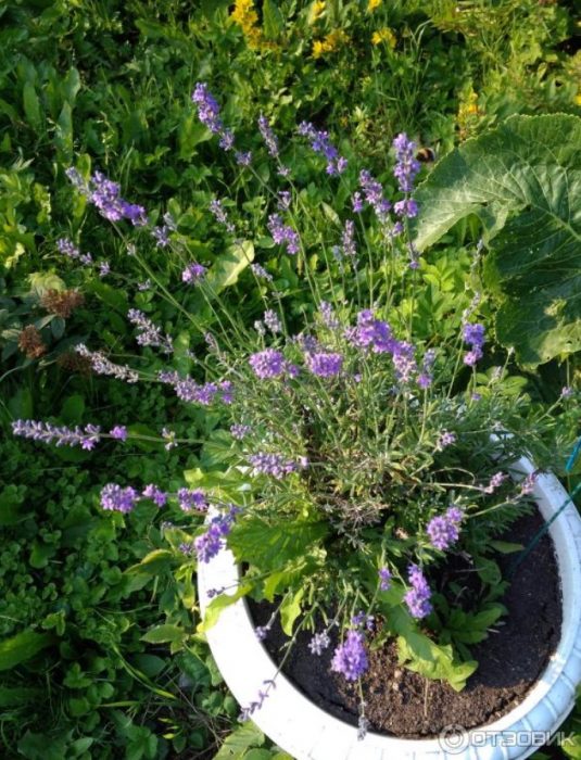 芳香植物