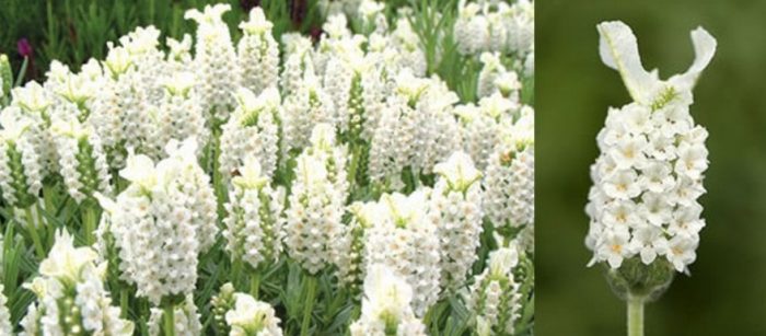 白色薰衣草（Leucantha品種）