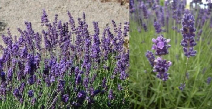 薰衣草花