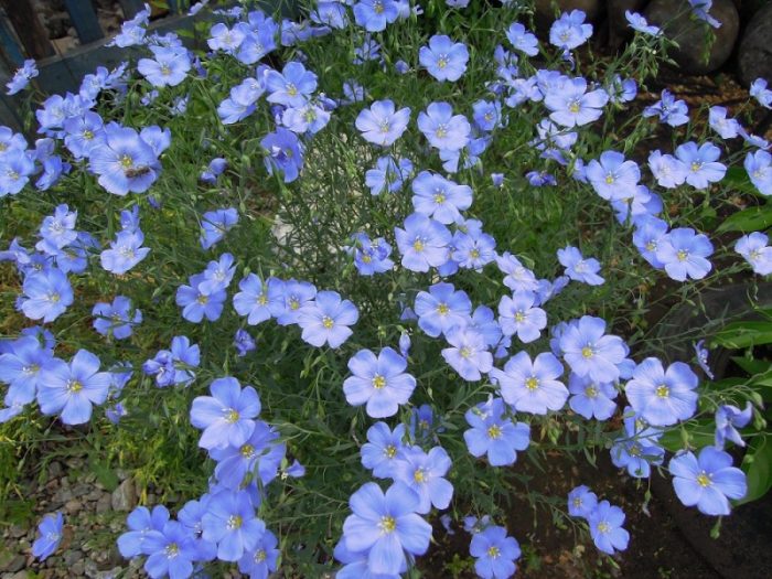 Perennial flax