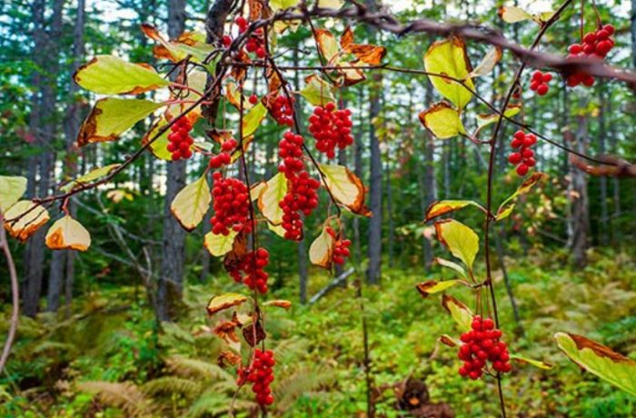 Schisandra sa kalikasan