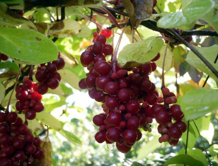 Mga bunga ng lilang puno ng ubas na magnolia