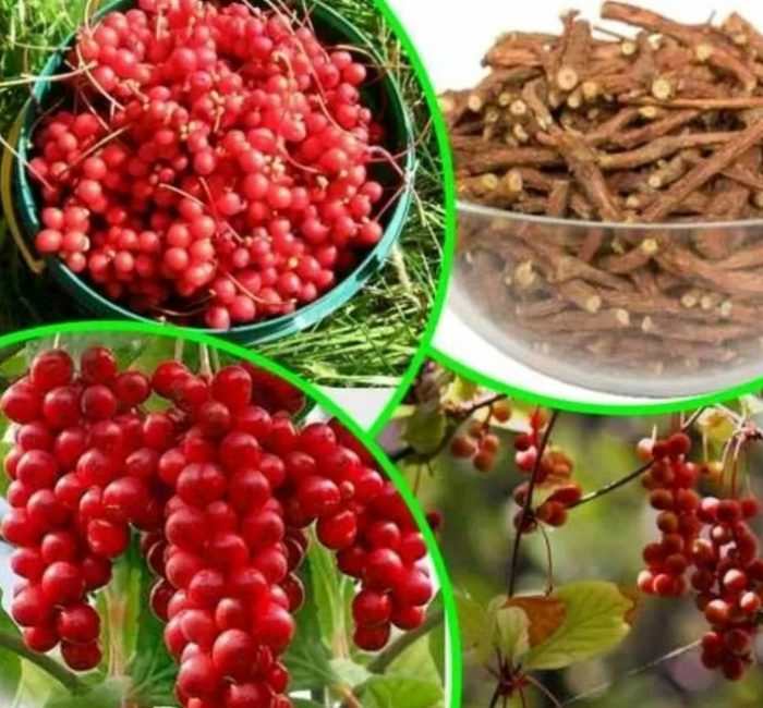 Mga berry at ugat ng Schisandra