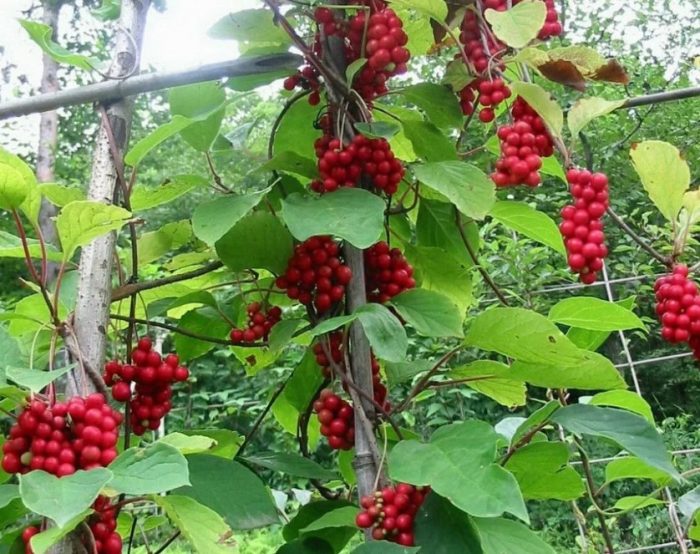 Hardin ng Schisandra 1