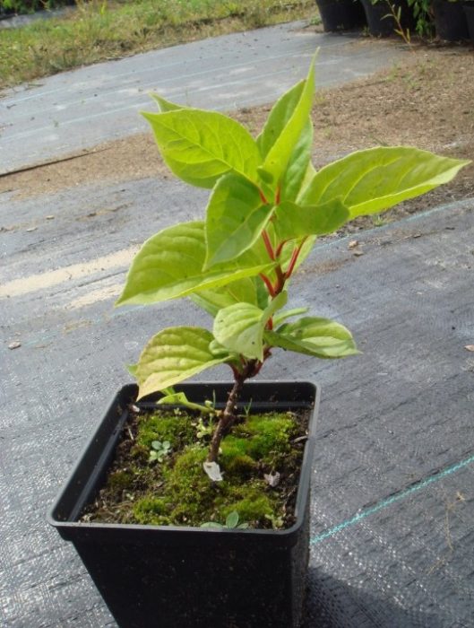 Punla ng Schisandra