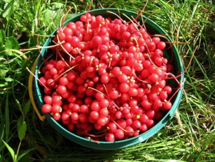 Mga berry ng Schisandra