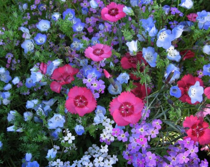 Nemophila sa isang kama ng bulaklak