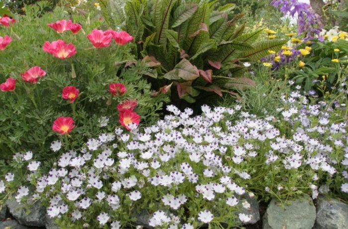 Bulaklak na Nemophila
