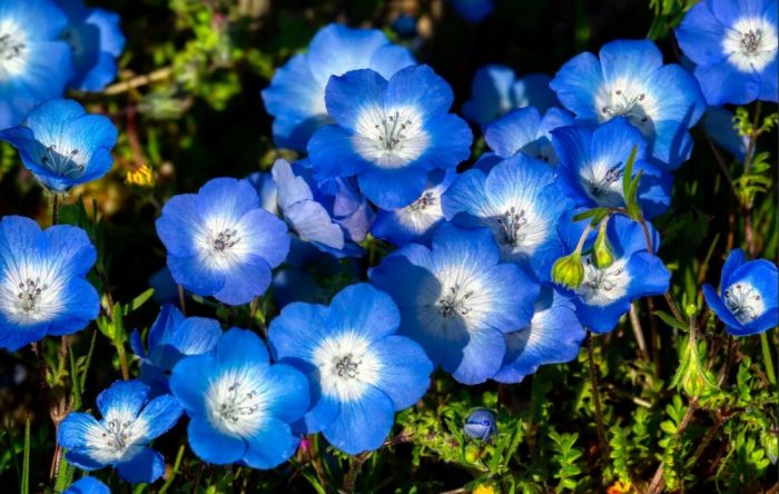 Nemophila mencissa