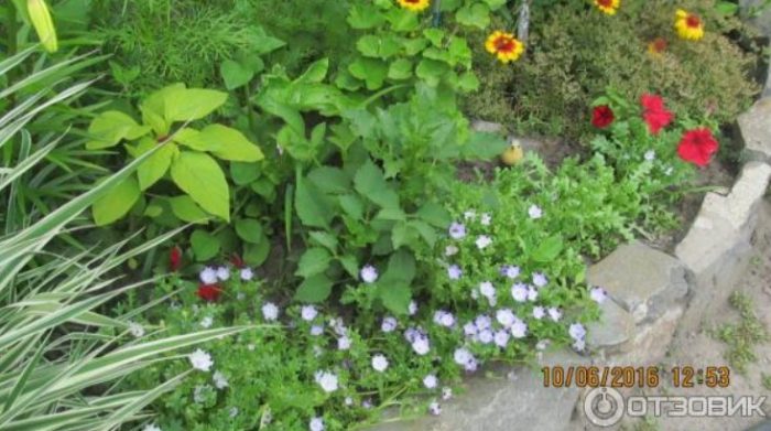Nemophila sa hangganan