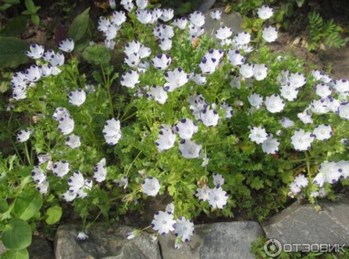Nemophila sa isang kama ng bulaklak