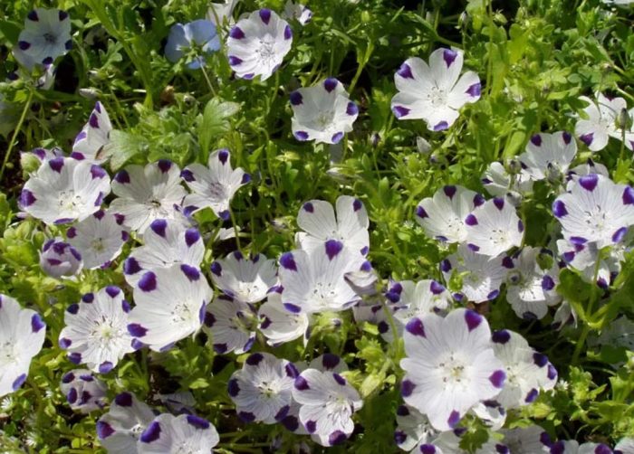 Batik-batik na Nemophila
