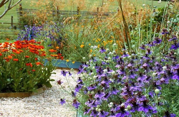 Nigella sa hardin