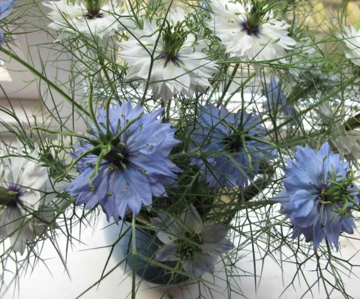Isang palumpon ng nigella
