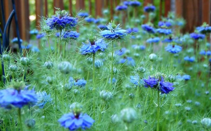 Nigella sa bukid
