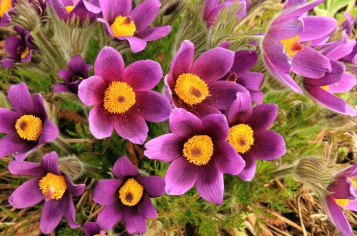Mga bulaklak ng Pasque