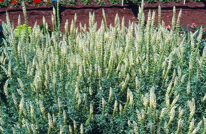 Reseda sa isang kama ng bulaklak