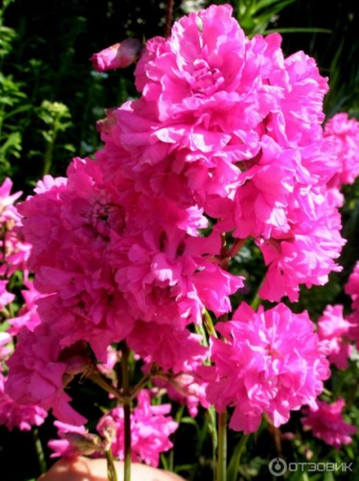 Dobleng bulaklak na dagta