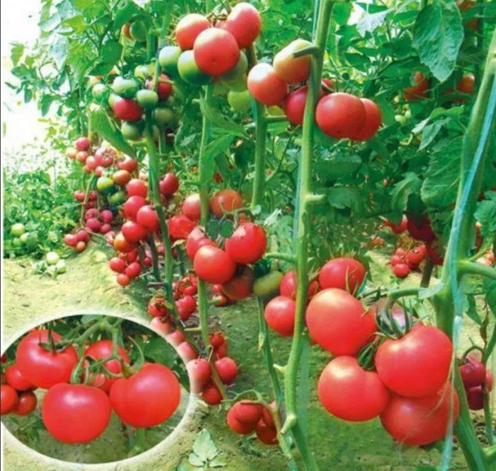 Доматени храсти Pink Bush