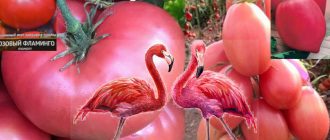 Mga Kamatis na Pink Flamingo