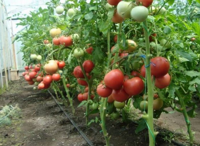 Kulay rosas na flamingo na may kamatis