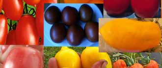 Mga uri ng kamatis na plum